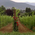 Lejlighed Agritourismus Vigne Di Pace - Il Molino By Interhome Umbertide