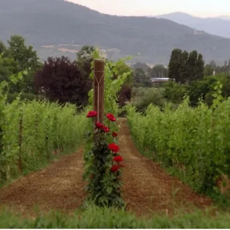 Daire Agritourismus Vigne Di Pace - Il Molino By Interhome Umbertide